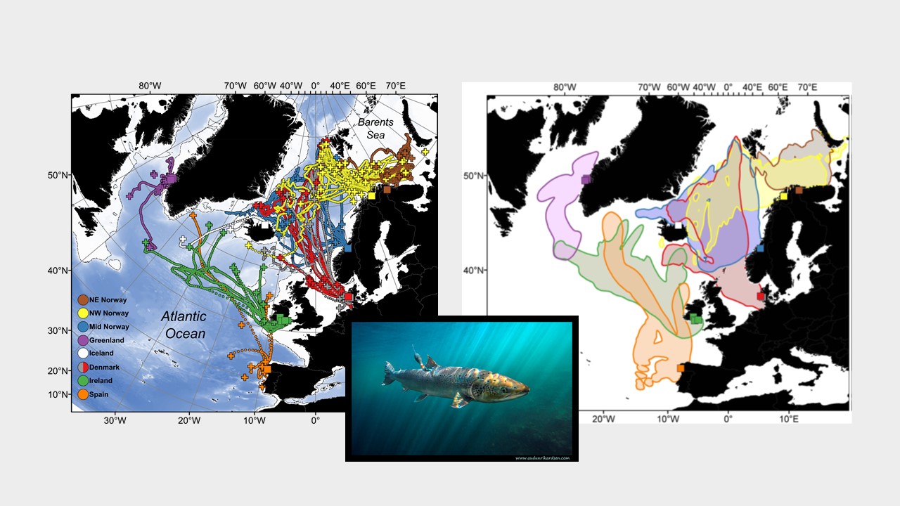 Left: Migrations of Atlantic salmon tagged in eight different geographic areas. Release locations post-tagging are shown by squares (from 11 northeast Atlantic river catchments and at-sea at Western Greenland). Crosses show the pop-up location of the tags. Right: Area use during the ocean migration of tagged Atlantic salmon, shown with lines and shades with colours representing salmon from seven different areas. Photo: Audun H. Rikardsen.